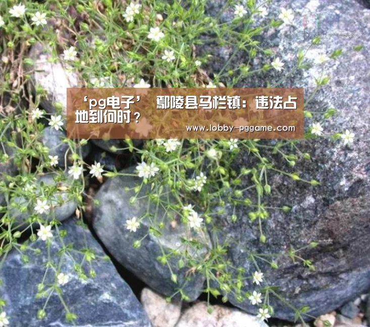 ‘pg电子’
鄢陵县马栏镇:违法占地到何时?(图2) PG试玩