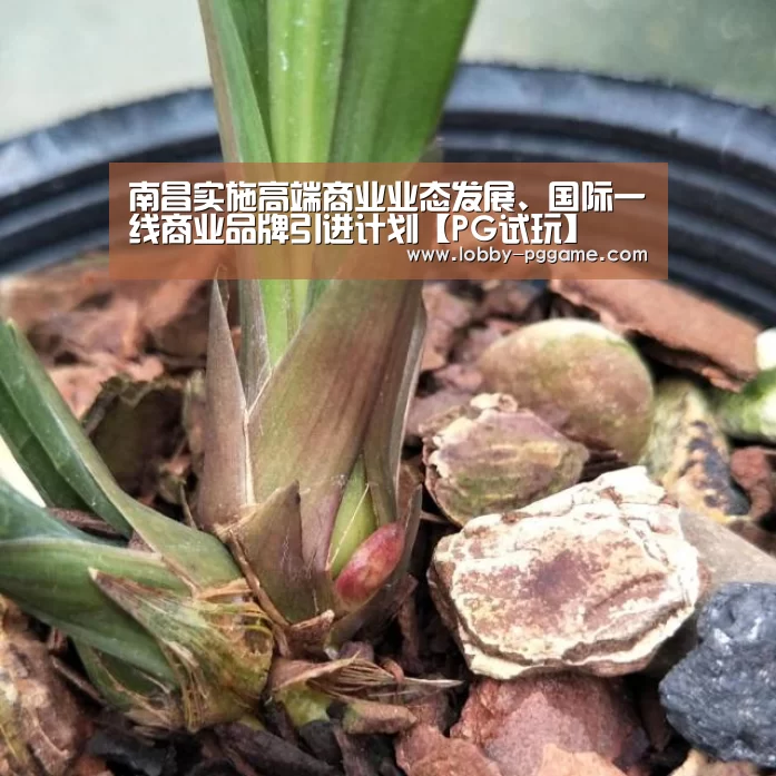 南昌实施高端商业业态发展、国际一线商业品牌引进计划【PG试玩】(图1) PG模拟器